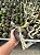 Euphorbia lactea "White Ghost" Pt11 - Imagem 2