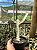 Euphorbia lactea "White Ghost" Pt11 - Imagem 3