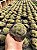 Cerebro marrom - Echinopsis chamaelobivia cristata Pt11 - Imagem 1