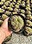 Cerebro marrom - Echinopsis chamaelobivia cristata Pt11 - Imagem 2