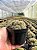 Cerebro marrom - Echinopsis chamaelobivia cristata Pt11 - Imagem 3