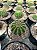 Echinopsis híbridos Pt11 - Imagem 3