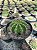 Echinopsis híbridos Pt11 - Imagem 5