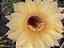Echinopsis híbridos Pt11 - Imagem 7