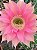 Echinopsis híbridos Pt11 - Imagem 8