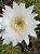 Echinopsis híbridos Pt11 - Imagem 9