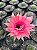 Echinopsis híbridos Pt11 - Imagem 10