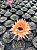 Echinopsis híbridos Pt11 - Imagem 11
