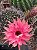Echinopsis híbridos Pt11 - Imagem 12