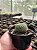 Rebutia krainziana - flor amarela Pt11 - Imagem 3