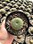 Rebutia krainziana - flor amarela Pt11 - Imagem 4