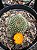 Rebutia krainziana - flor amarela Pt11 - Imagem 2