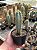 Cacto Azul - Pilosocereus azureus Pt11 - Imagem 1