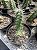 Echinocereus cinerascens Pt11 - Imagem 2