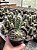 Echinocereus cinerascens Pt11 - Imagem 3