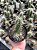 Echinocereus cinerascens Pt11 - Imagem 4