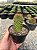 Mammillaria backenbergiana Pt11 - Imagem 4
