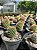 Mammillaria backenbergiana Pt11 - Imagem 5