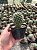 Mammillaria Sp. Pt11 - Imagem 1