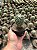 Mammillaria Sp. Pt11 - Imagem 2