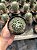 Mammillaria Sp. Pt11 - Imagem 3