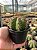 Melocactus matanzanus Pt11 - Imagem 4