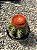 Melocactus matanzanus Pt11 - Imagem 2