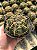 Ferocactus macrodiscus Pt11 - Imagem 1