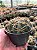 Ferocactus macrodiscus Pt11 - Imagem 2