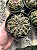 Ferocactus macrodiscus Pt11 - Imagem 3