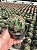 Ferocactus latispinus Pt11 - Imagem 2