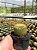 Notocactus sucineus Pt11 - Imagem 2