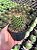 Mammillaria obconella Pt11 - Imagem 1