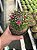 Mammillaria obconella Pt11 - Imagem 2