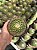 Mammillaria obconella Pt11 - Imagem 4