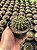 Notocactus submammulosus Pt11 - Imagem 1
