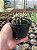 Notocactus submammulosus Pt11 - Imagem 3