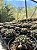 Notocactus submammulosus Pt11 - Imagem 4