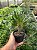 Palmeira de Madagascar - Pachypodium lamerei Pt11 - Imagem 4
