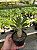 Pachypodium saundersii Pt11 - Imagem 1