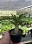 Pachypodium saundersii Pt11 - Imagem 2