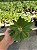 Pachypodium saundersii Pt11 - Imagem 3