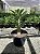 Pachypodium saundersii Pt15 - Imagem 2