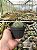Gymnocalycium horstii Pt11 - Imagem 3