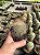 Mammillaria leptacantha var. rubrispina Pt11 - Imagem 1