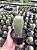 Eriocactus leninghausii var. albispinus Pt11 - Imagem 1