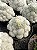 Mammillaria plumosa Pt11 - Imagem 1