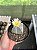 Astrophytum myriostigma var. quadricostatum Pt11 - Imagem 1