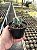 Echinocactus platycanthus Pt11 - Imagem 3