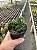 Euphorbia lactea cristata Pt11 - Imagem 1